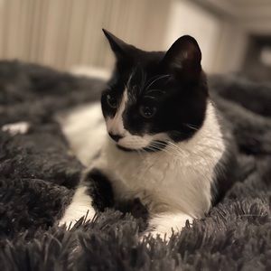 Meet your Posher, Chanel